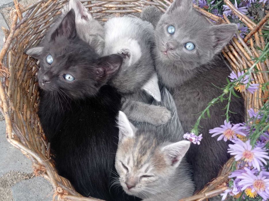 Animale pentru adopție