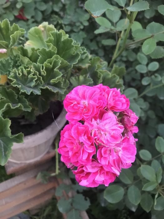 Продам герань , разная