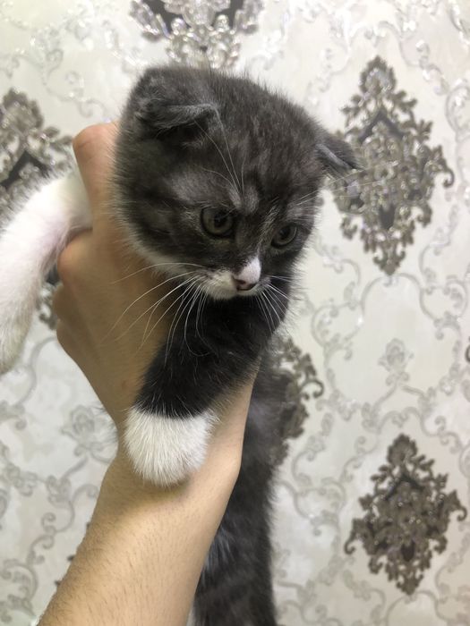 Skotish fold sotiladi 2oylik ugl bola