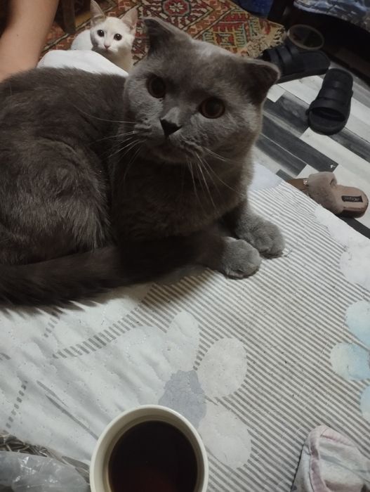 mushuk sotiladi zoti ШКОТ. jinsi erkak yosh 3 yoshda 100% sogʻlom