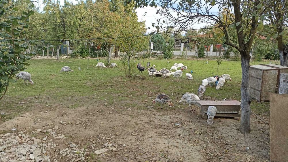 Vand curci crescute la tara