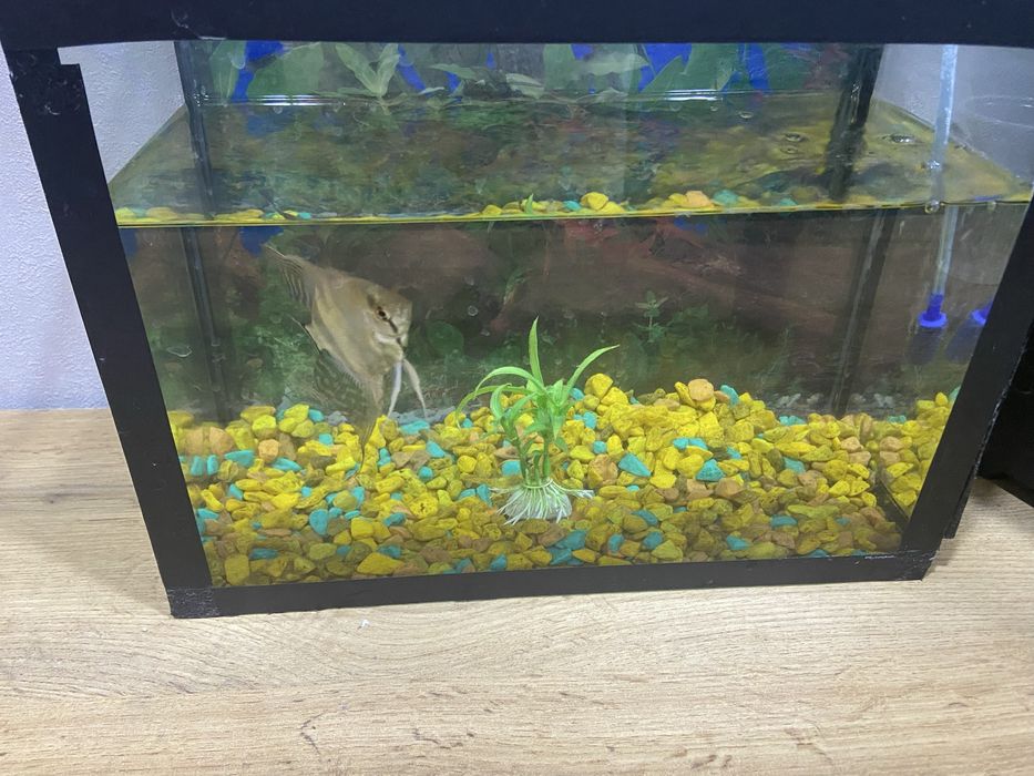 Продам аквариум с рыбкой