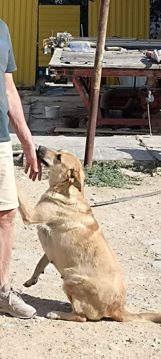 Отдам в добрые пуки двух собачек