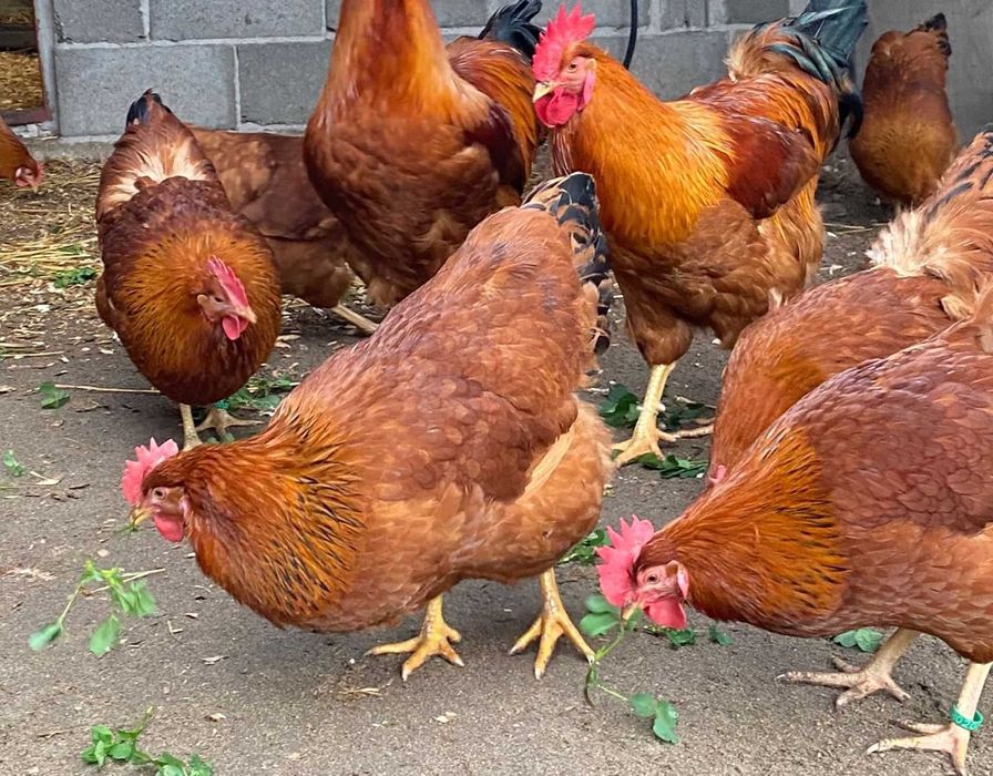 Pui de gaină New Hampshire