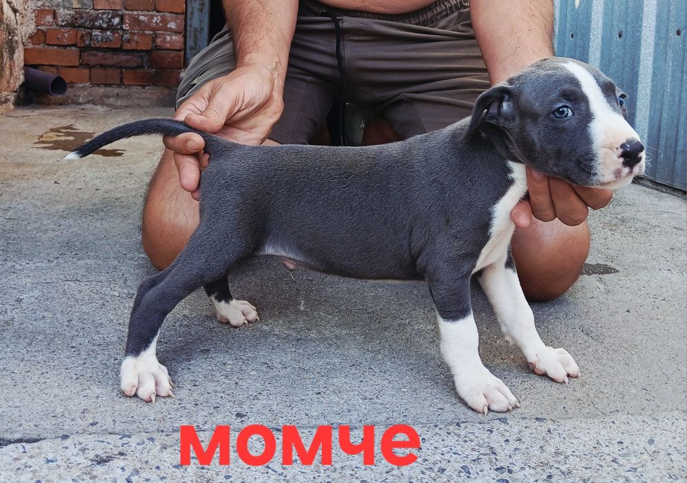 Pitbul-Питбул-Pitbul