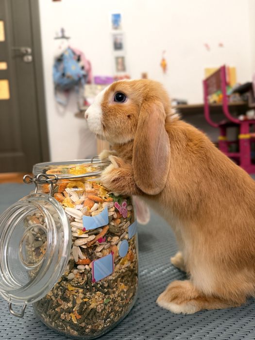 2 Mini lop iepuri femele