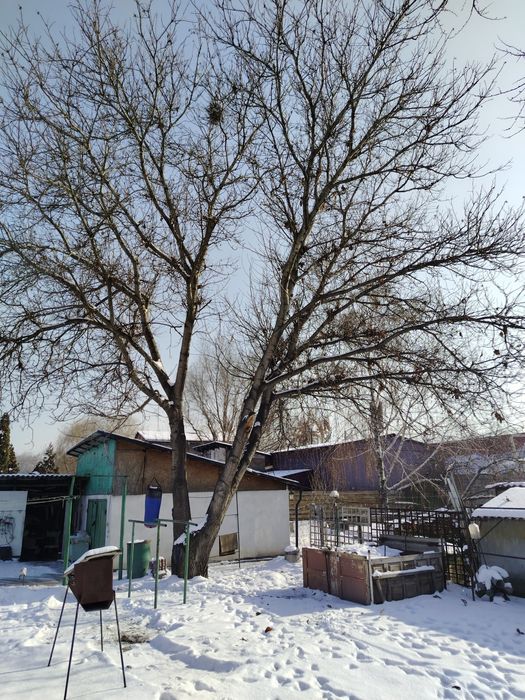 Продам дерево грецкого ореха