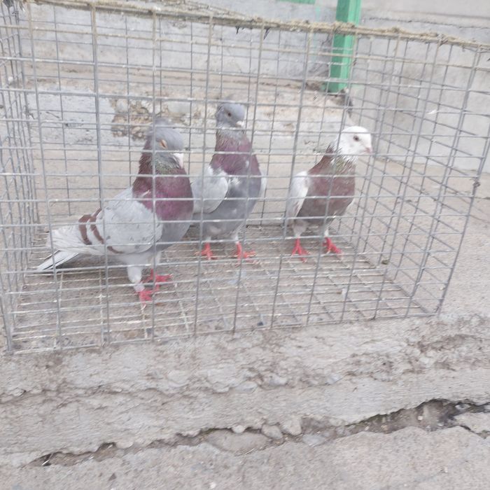 Краснамраморные лет с игрой