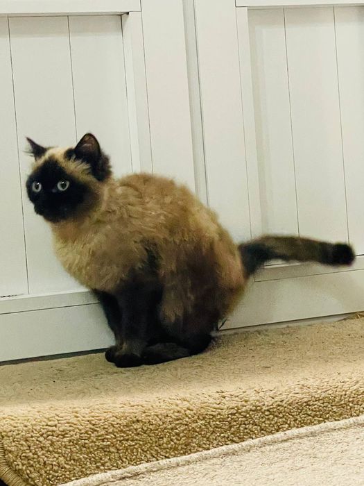 Omskda bir yoki ikki marta jinsiy aloqa