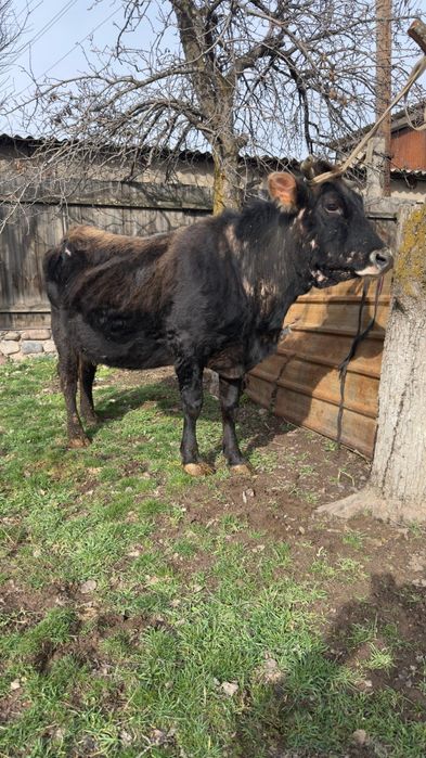 Продам стельную корову.