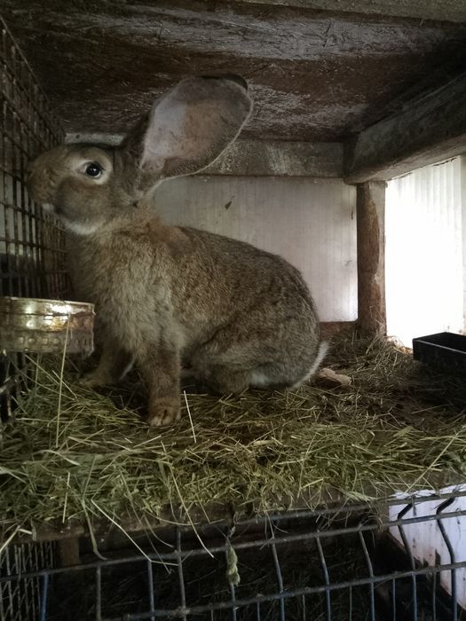 Iepuri de vanzare