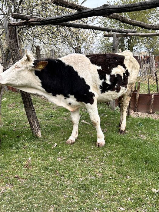 Vaca baltata romaneasca