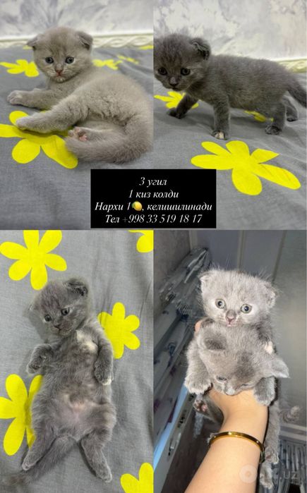 Muchukchalar Scottish Fold