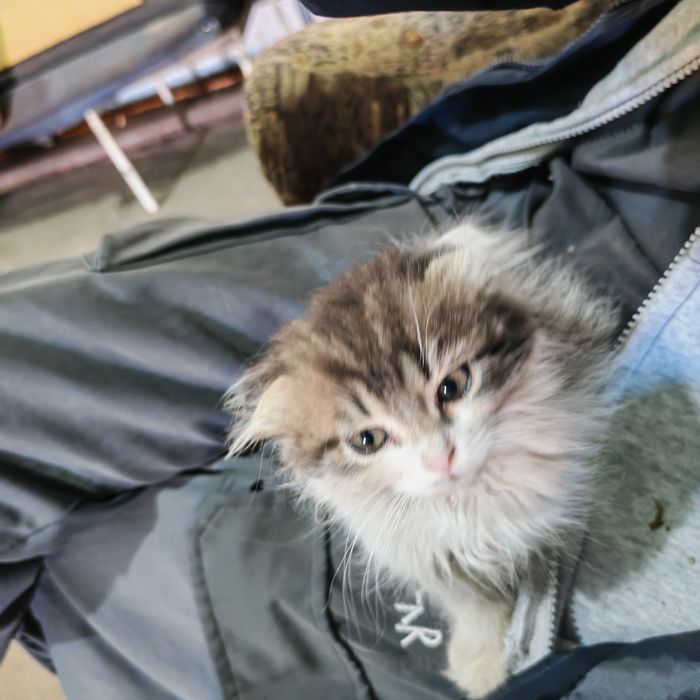 Отдам котенка в добрые руки
