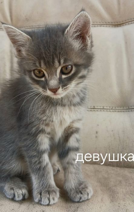продаются котята