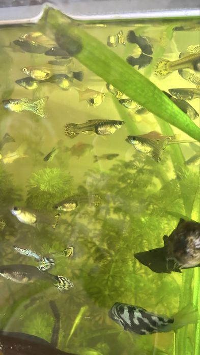 Продаются гуппи молодняк