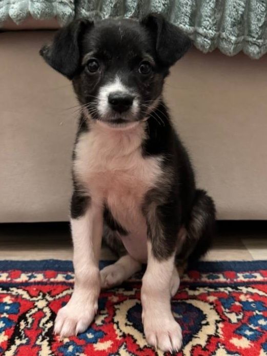 Верный друг и помощник