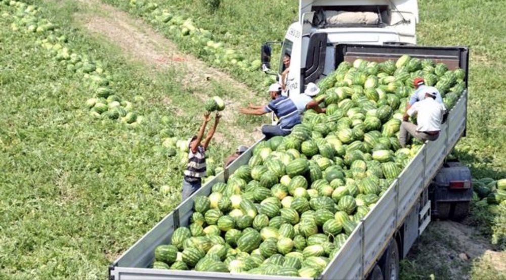 АРБУЗЫ ШАРДАРА продам срочно