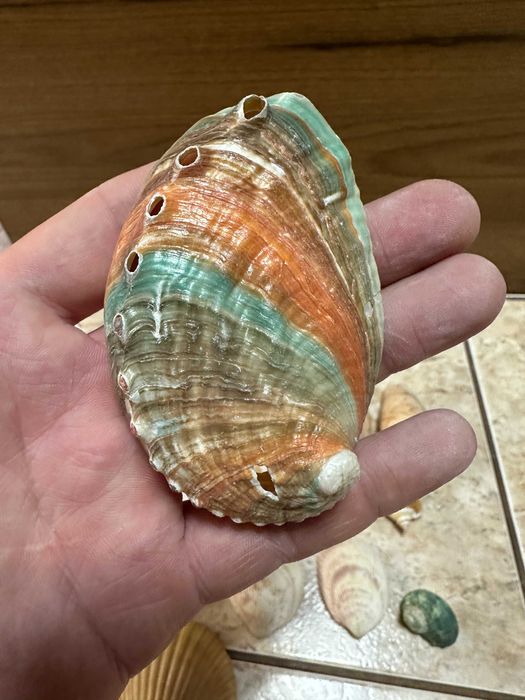 Разные Ракушки Морские