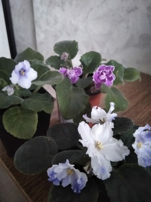 Продам сортовые цветущие фиалки