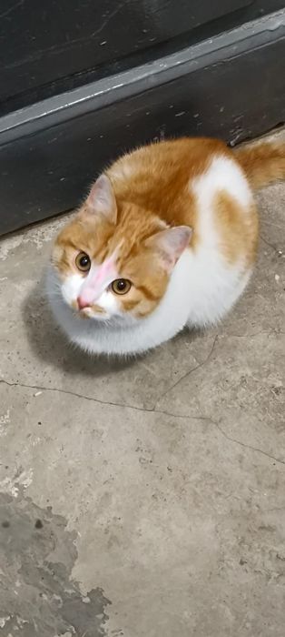 Отдам в хорошие руки.