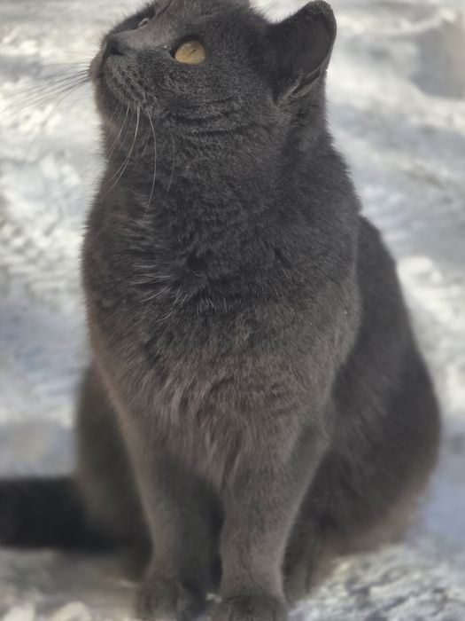 Отдам в добрые руки молодую кошечку