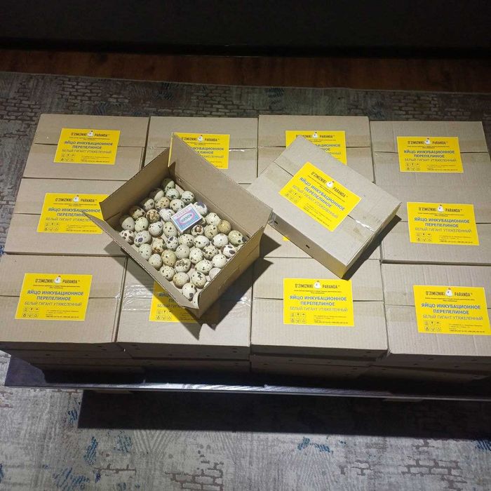 Оптом инкубационные яйца перепелок породы Гигант