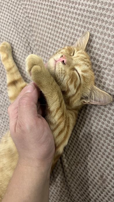 Рыжий котенок в добрые руки