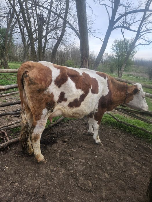 De vanzare vaca tanara de 4 ani