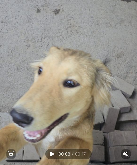 Потерялся пес Думан, Думан-2