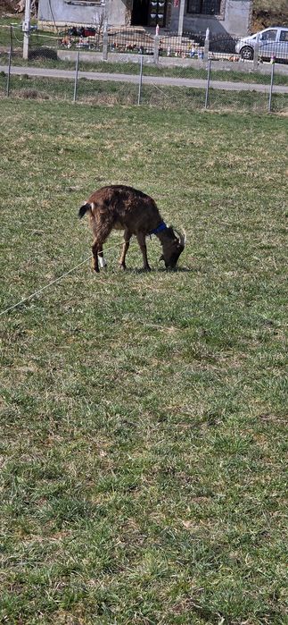 Vand 3 capre cu 3 iezi