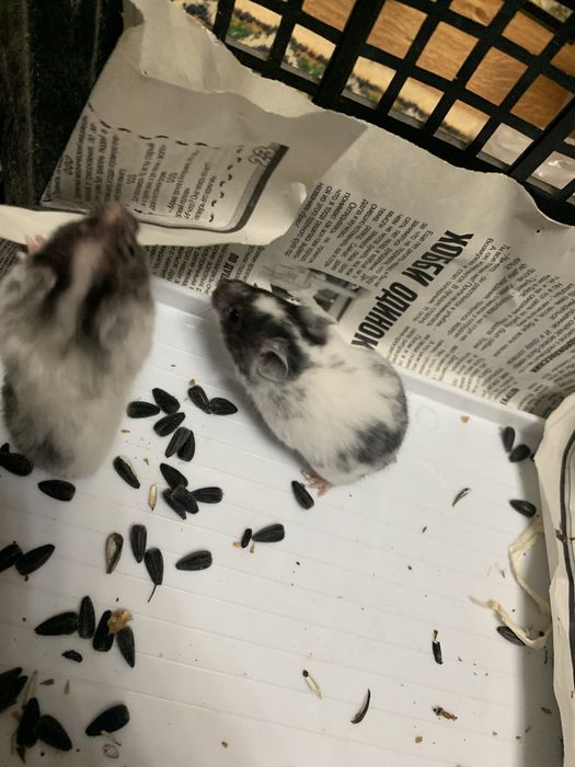 Продам сирийских хомяков