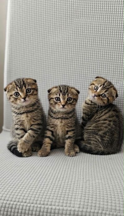 Роскошные шотландские котята