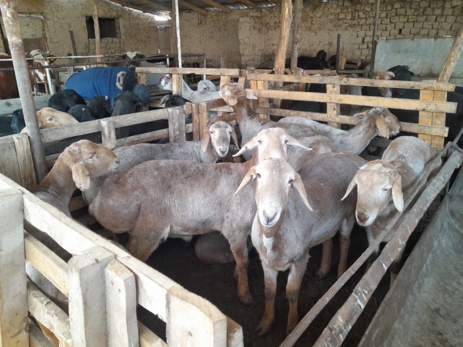 Кошкар сатылады 100 шт бордакы