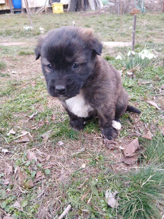 Подарявам малки сладки кученца