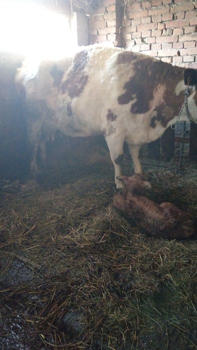 Vând vacă batată romaneasca