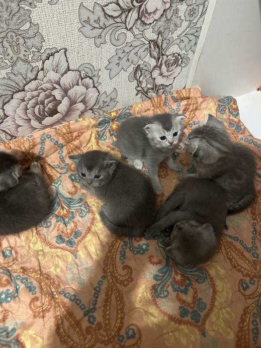 Шатлансикй котяткий