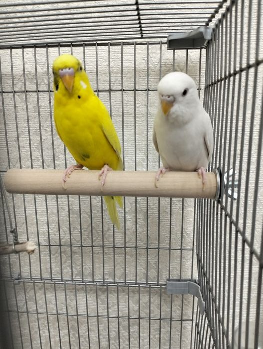 Папугай с клеткой