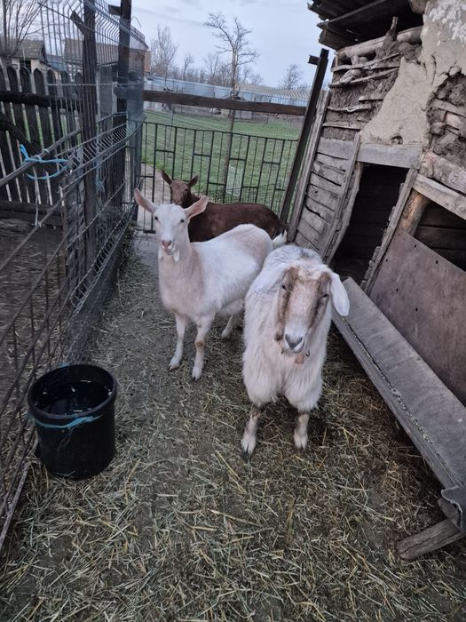 2 capre si un țap murciano
