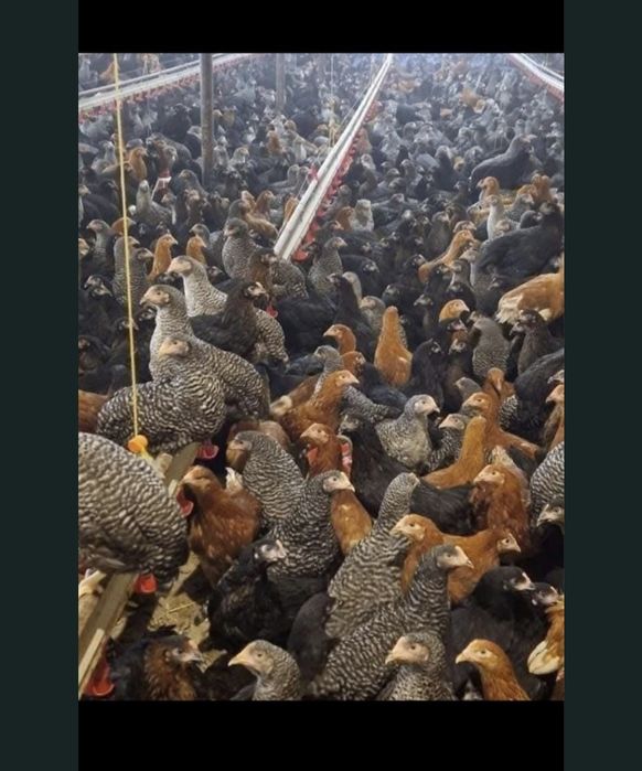 Pui de carne si rasa mixta