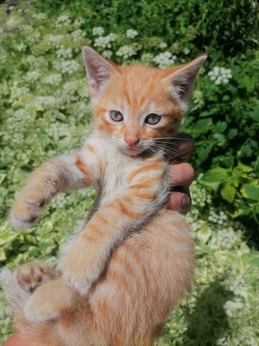 Котята крысыловы