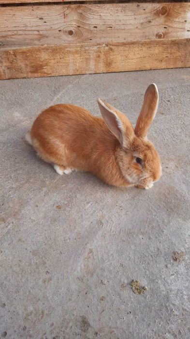 Iepure mascul urias german galben