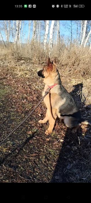 Щенок немецкой овчарки