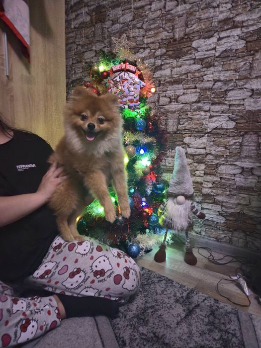 Померан мини шпиц