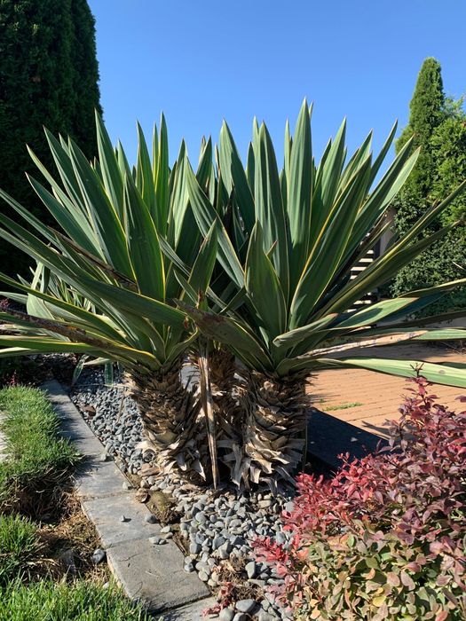 Planta verde Yucca in ghiveci