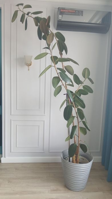 Продам дерево фикус