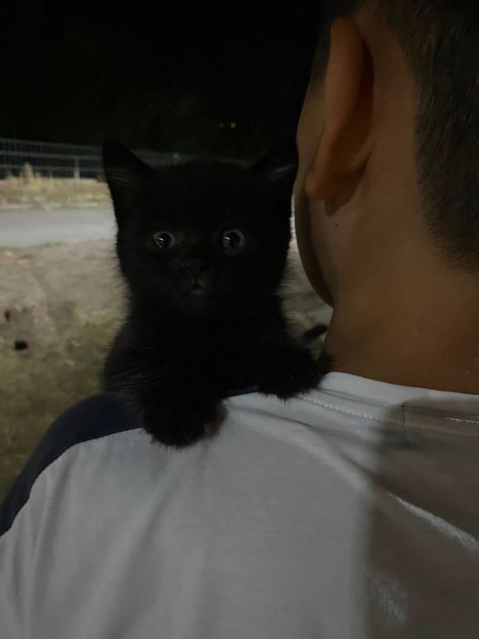 Котята остались на улице