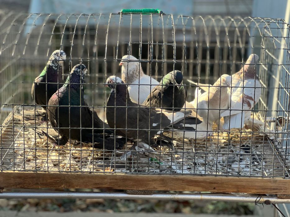 Продам домашних голубей