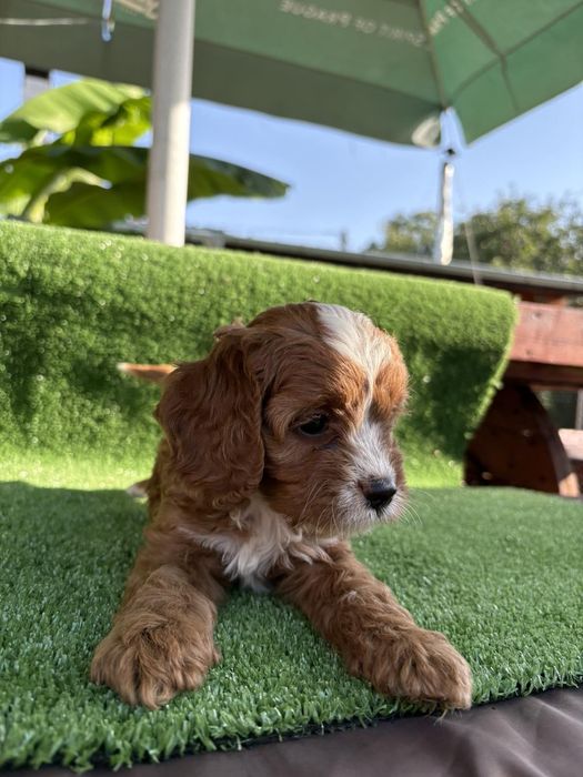 Кавапу (Cavapoo)