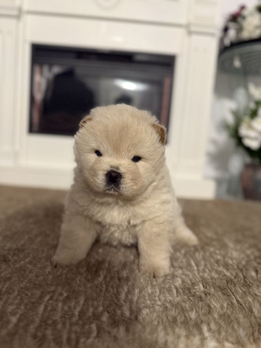 Vand catelusa CHOW CHOW